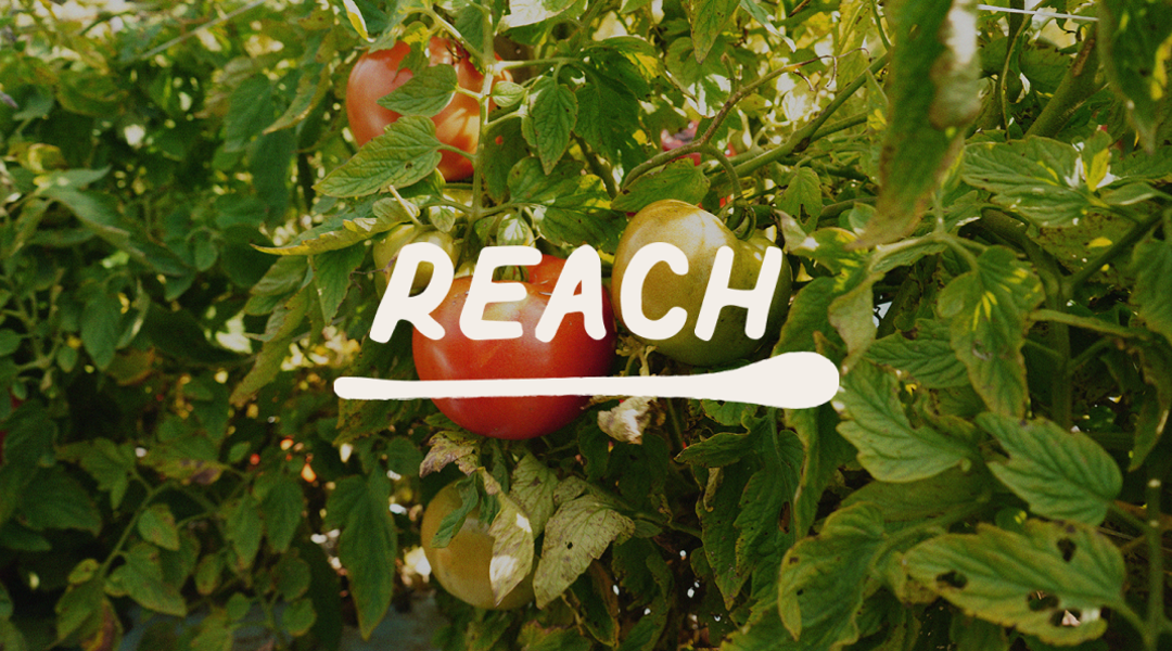 Indigo Design Award: Reach